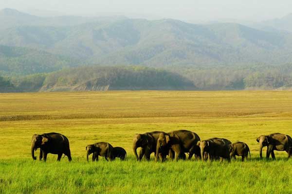 Corbett National Park